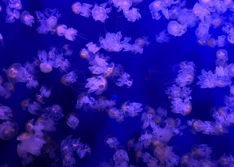 Jellyfish Oceanogràfic Valencia