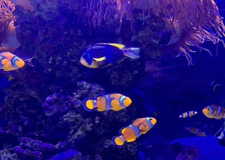 Marine Ecosystem Oceanografic