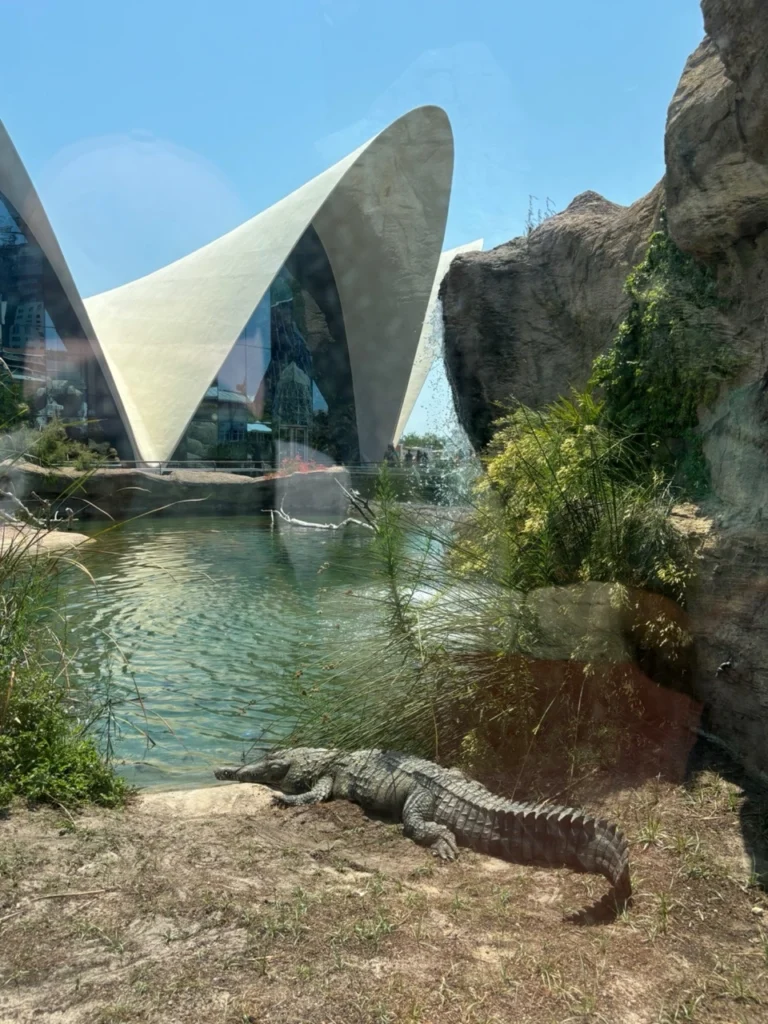 Crocodile at Oceanogràfic Valencia