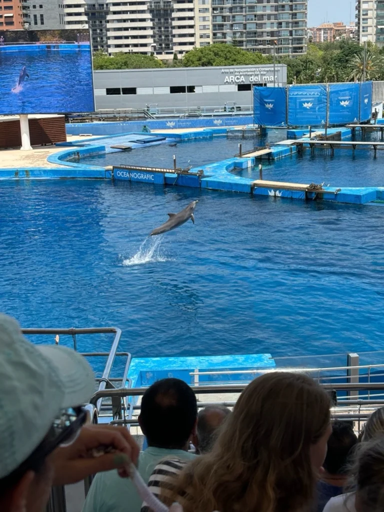 Dolphin presentation at Oceanogràfic Valencia