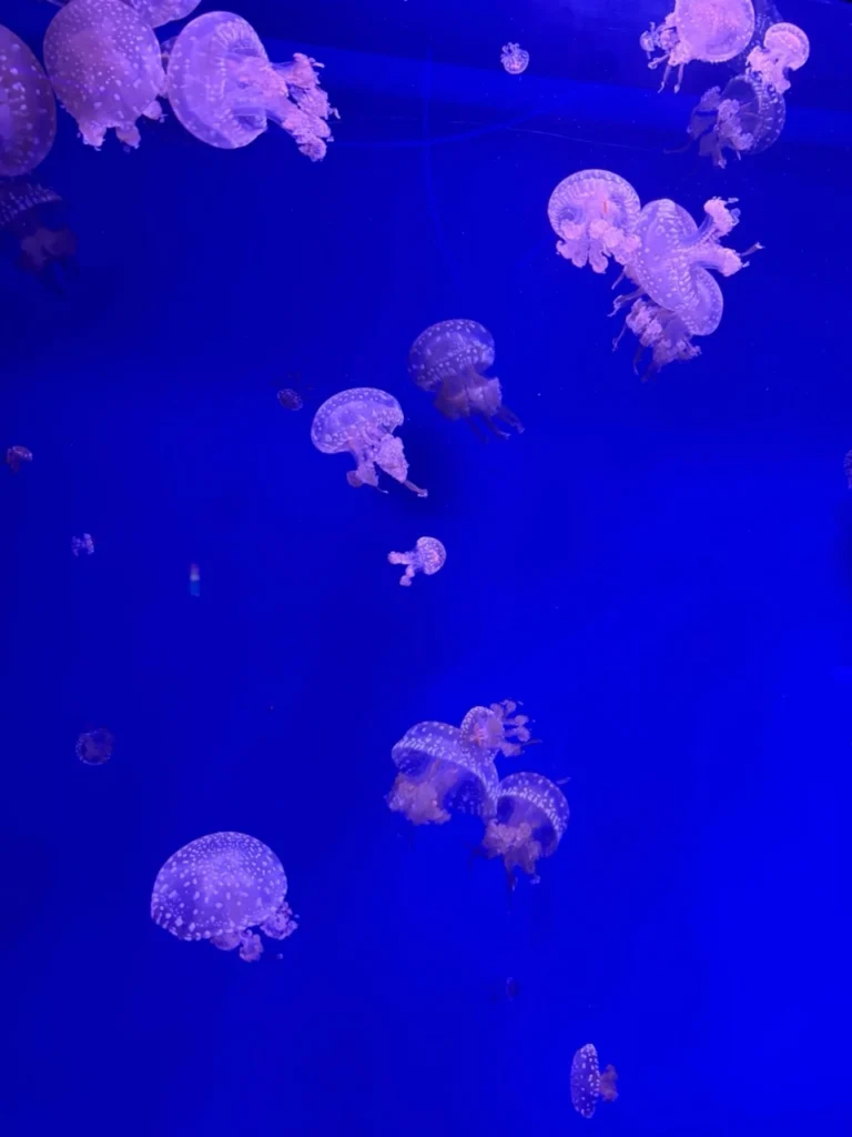Jellyfish on display at Oceanogràfic Valencia