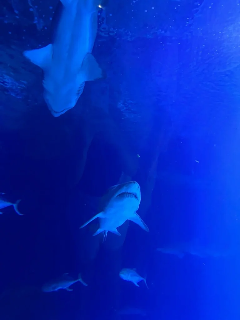 Shark swimming above visitors at Oceanogràfic Valencia