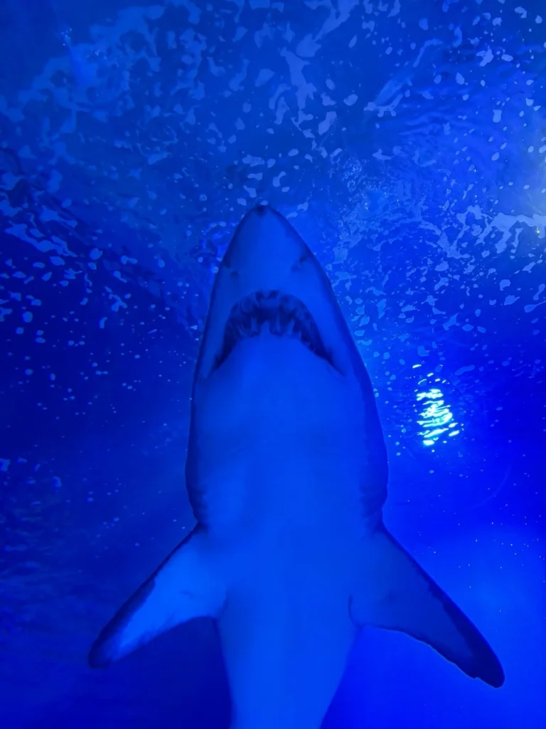 Shark swimming through the underwater tunnel at Oceanogràfic Valencia
