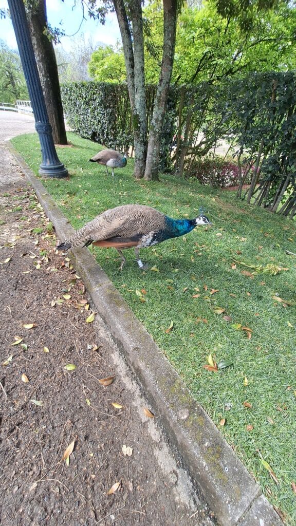 Peacock Jardim Do Palacio De Cristal