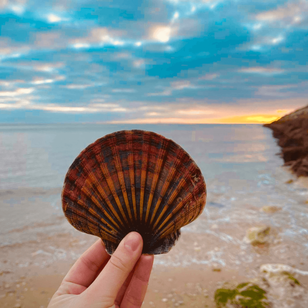 Seashell multicolor Plage de chef de baie