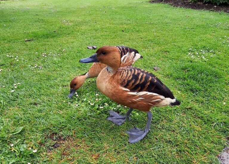 Jardin des Plantes - Nantes (2)